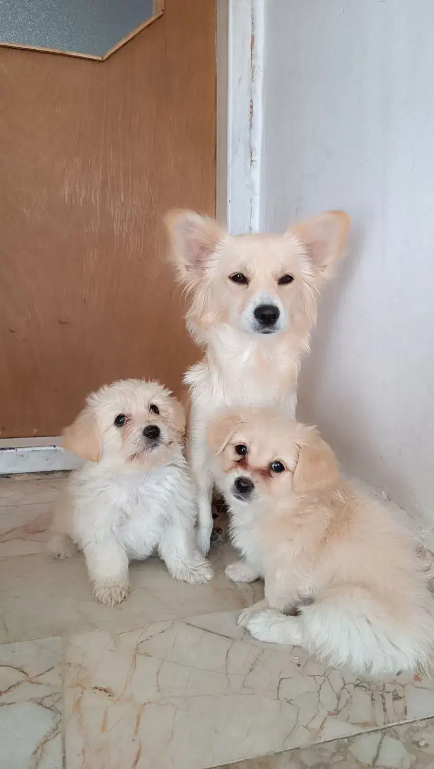 دوعدد توله سگ میکس|سگ|شیروان (خراسان), |دیوار