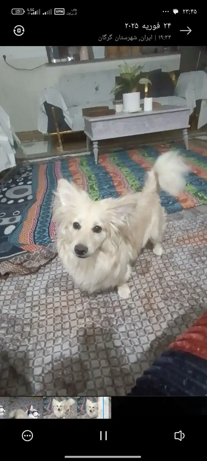 پامر اشپیتز|سگ|گرگان, |دیوار