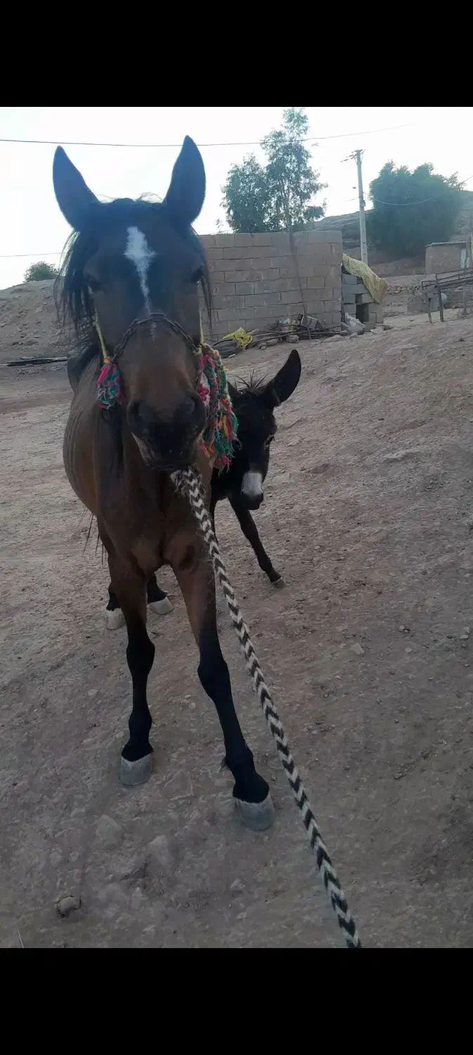 مادیان ۴ سال با کره خر|حیوانات مزرعه|لالی, |دیوار