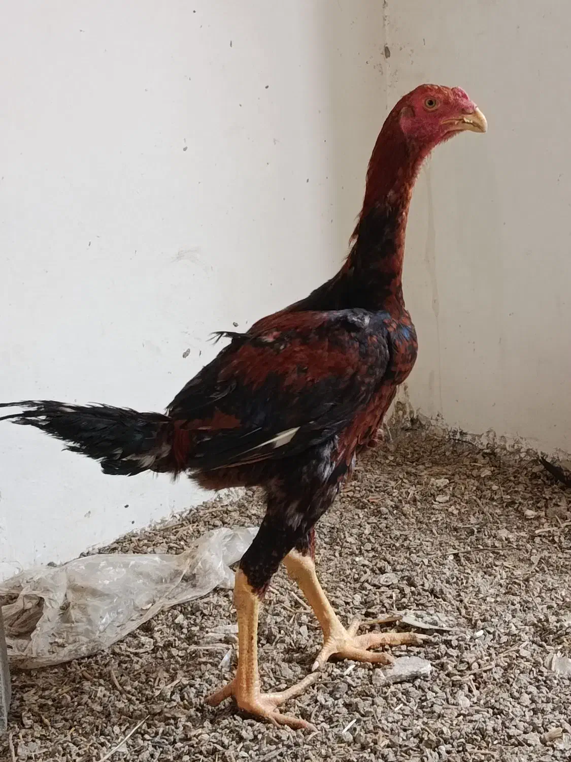 جوجه خروس لاری|حیوانات مزرعه|نقده, |دیوار