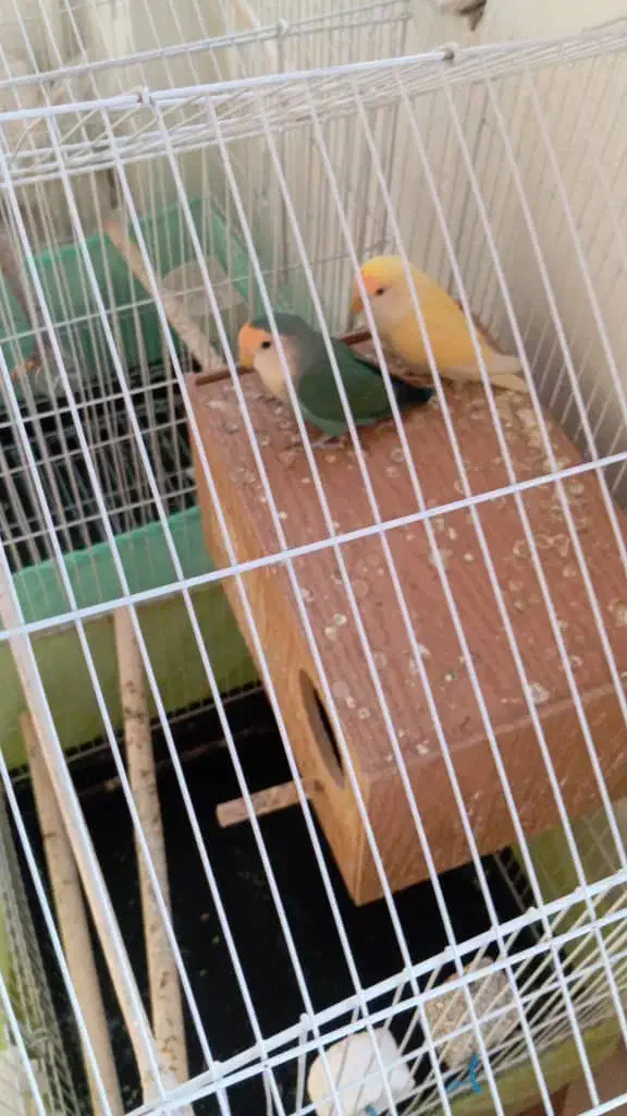 فروش یک جفت طوطی|پرنده|گرمسار, |دیوار