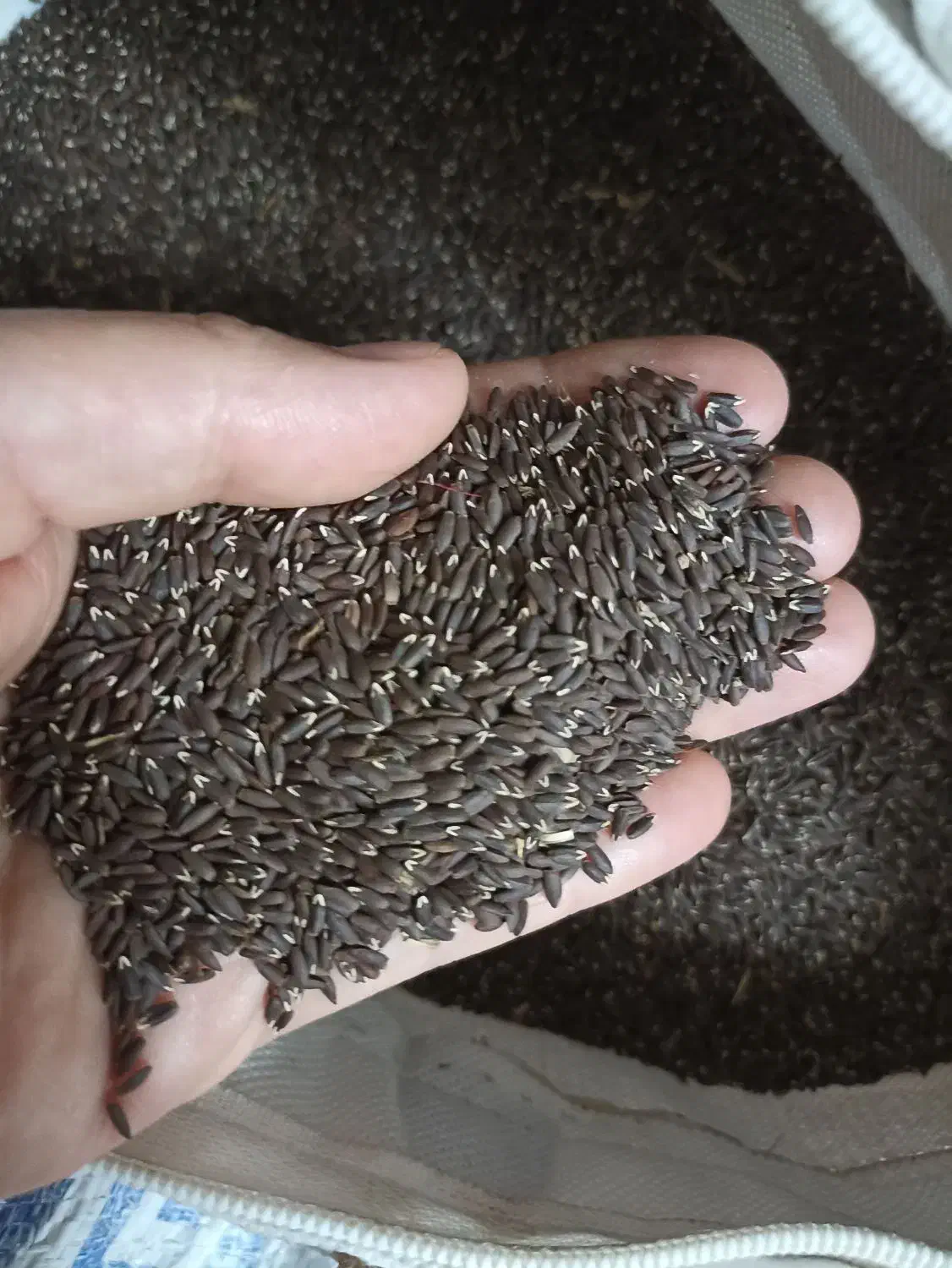 بزرک|خوردنی و آشامیدنی|قم, محمد آباد|دیوار