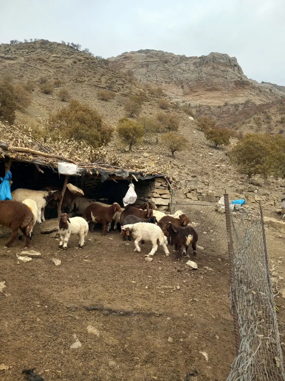 بره چاق|حیوانات مزرعه|اندیمشک, |دیوار