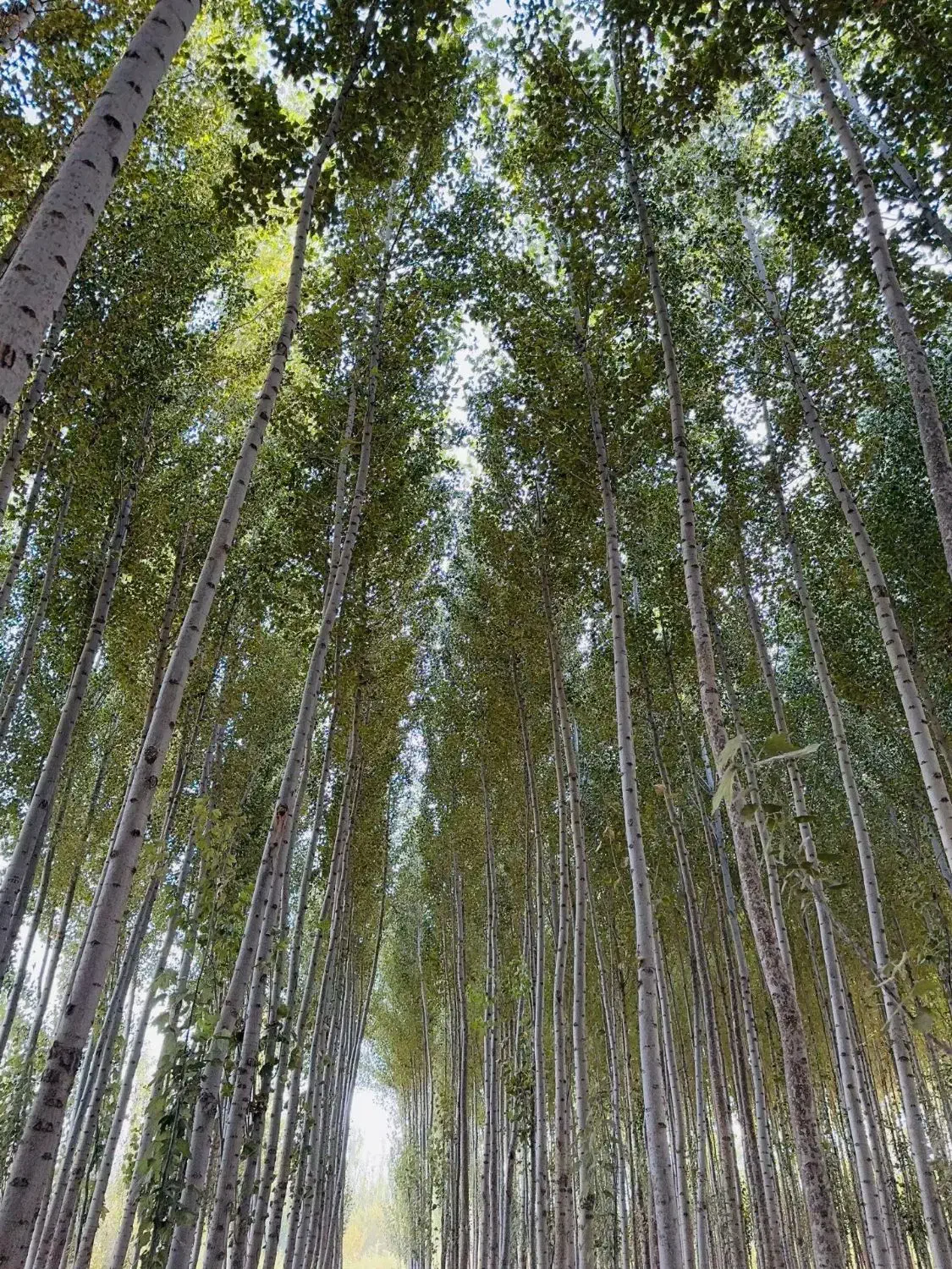 نهالستان تخصصی عرفان نهال|خدمات باغبانی و درختکاری|سلماس, |دیوار