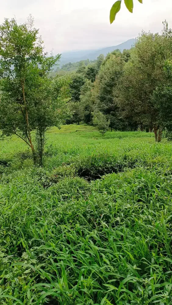 زمین باغی ۹۰۰۰ متری|فروش زمین و ملک کلنگی|لنگرود, |دیوار