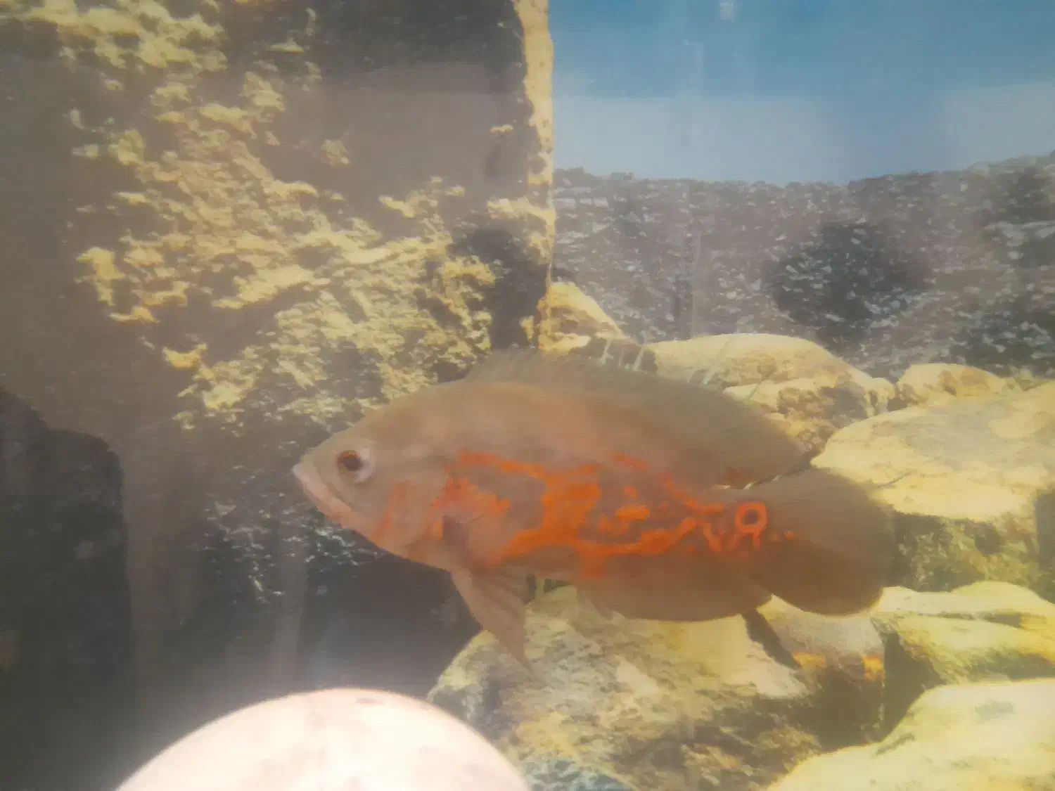 اکواریوم با لوازم ۷ عدد ماهی اسکار و۲تا لجن خار|ماهی|سراب, |دیوار