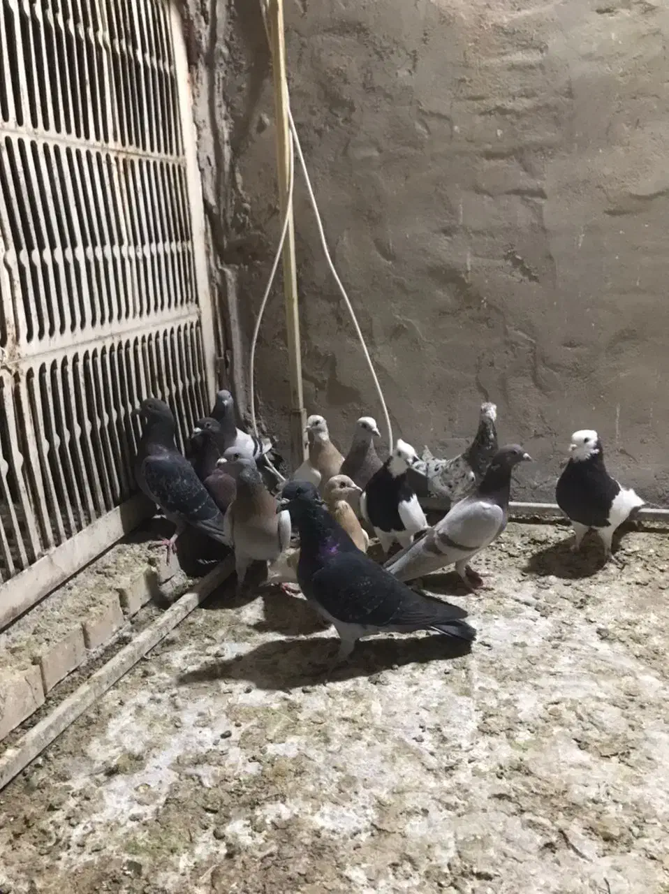 کبوتر دورگ|پرنده|بهبهان, |دیوار