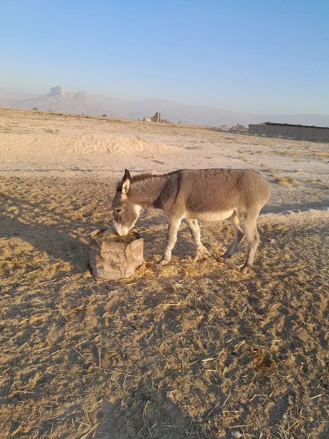 خر گله جوان|حیوانات مزرعه|مرودشت, ده بید|دیوار