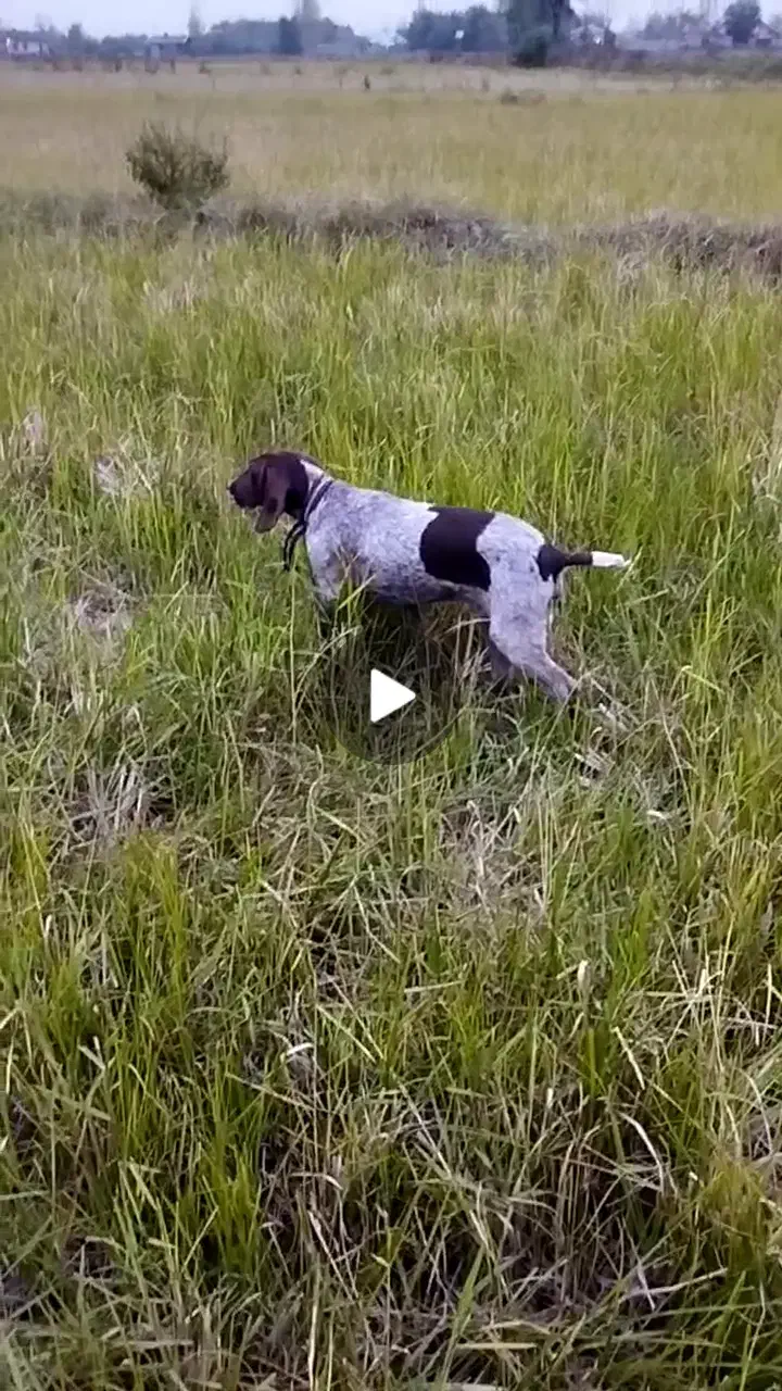 واگذاری پینتر آلمان شکاری|سگ|صومعهسرا, |دیوار