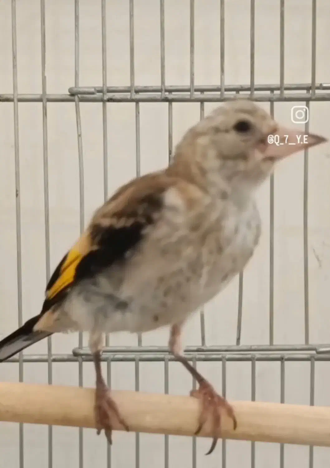 جوجه سره نر|پرنده|خمینیشهر, |دیوار