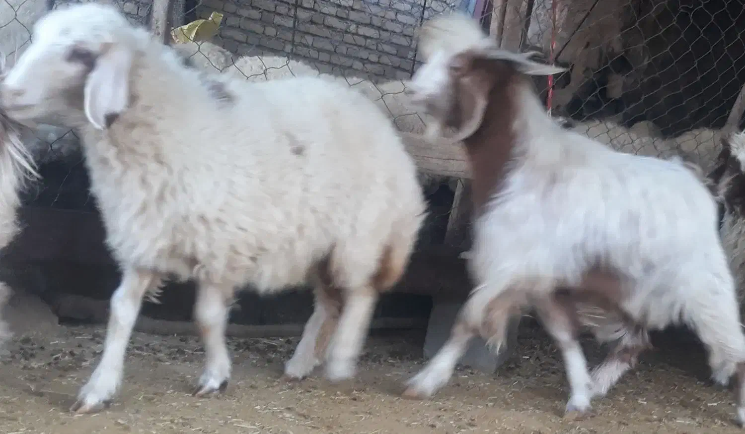 بره وقوچ و بزغاله وصابرین|حیوانات مزرعه|هندمینی, |دیوار