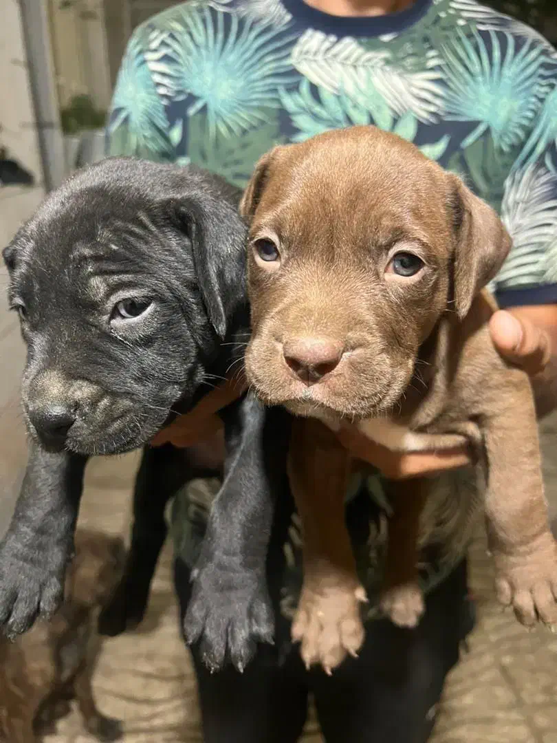 پیتبول امریکن بولی|سگ|بندر انزلی, پیل علی باغ|دیوار