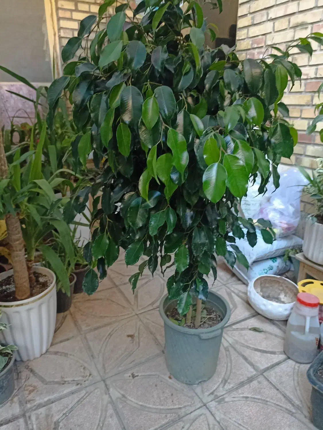 گل درخچه بنجامین بلک وسبز بارتفاع یک ونیم متربه|گل و گیاه طبیعی|تبریز, |دیوار