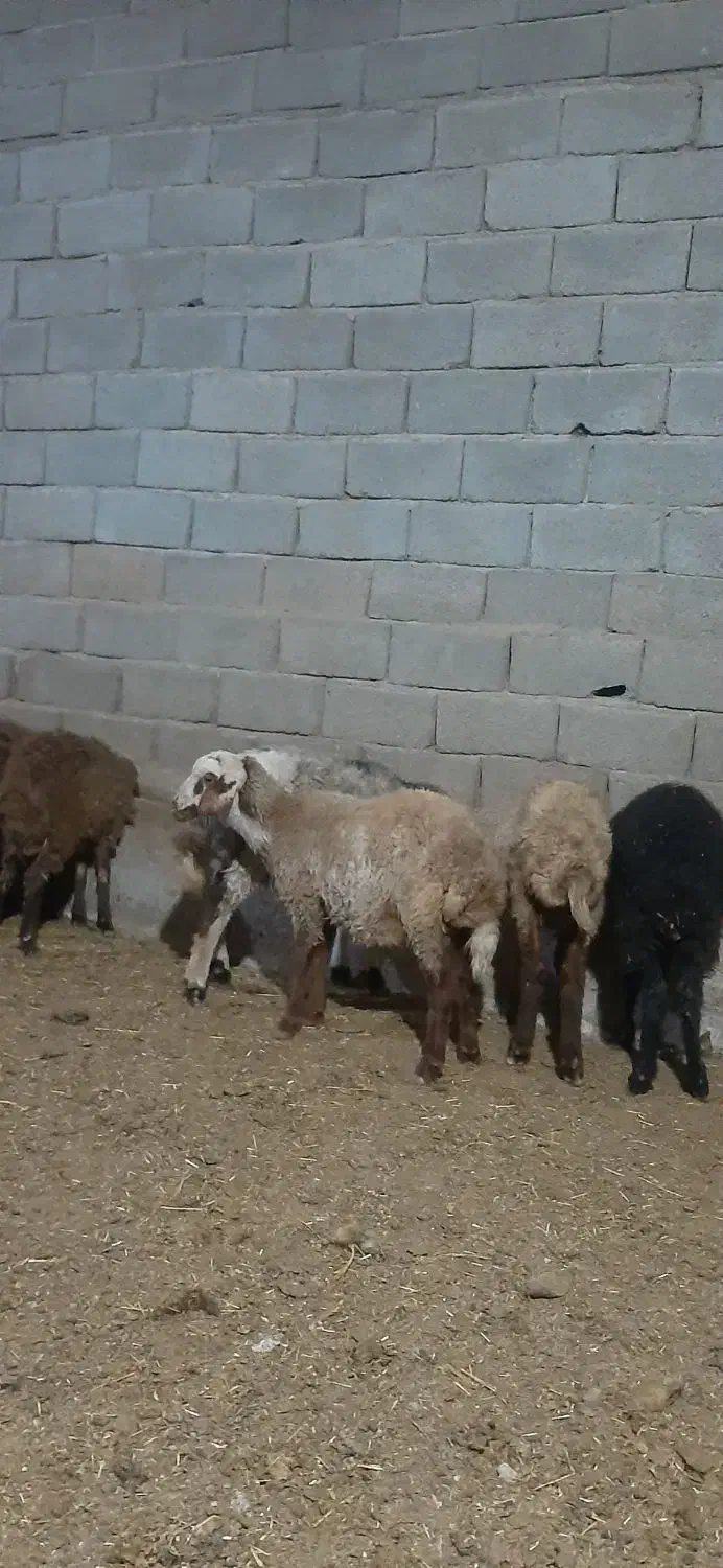 گوسفند.بره راسی ۹۸۰۰.افشار وشال|حیوانات مزرعه|صفادشت, |دیوار