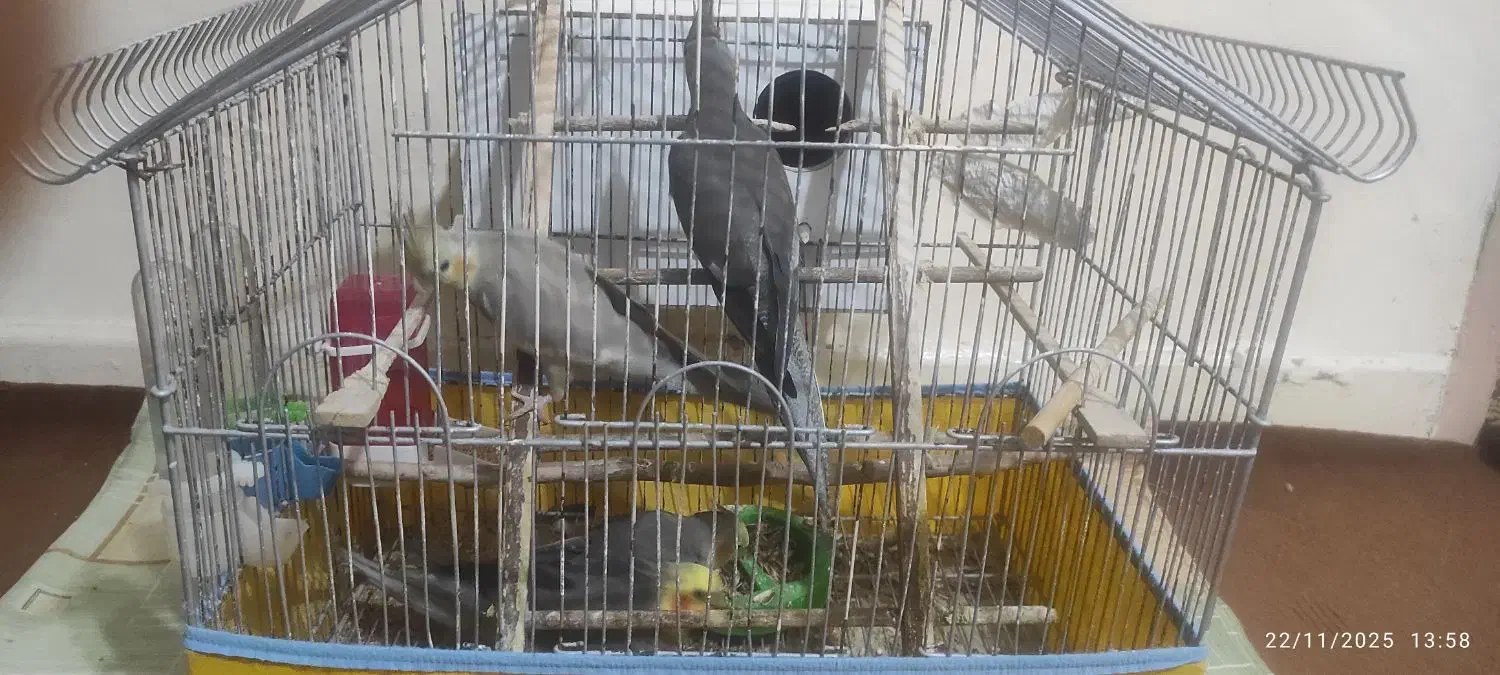 فروش دو عدد عروس هلندی|پرنده|کنارک, |دیوار