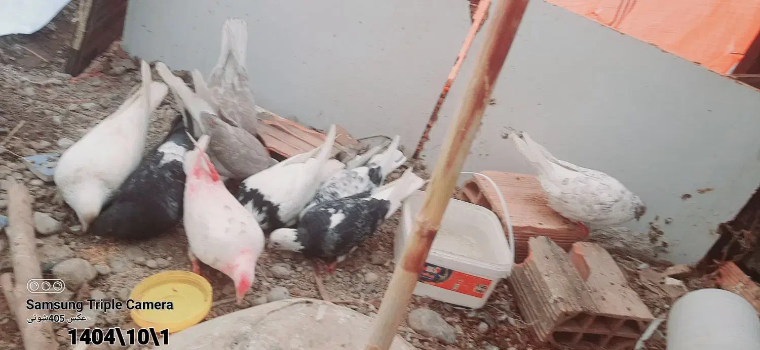 کفتر|پرنده|خان ببین, |دیوار