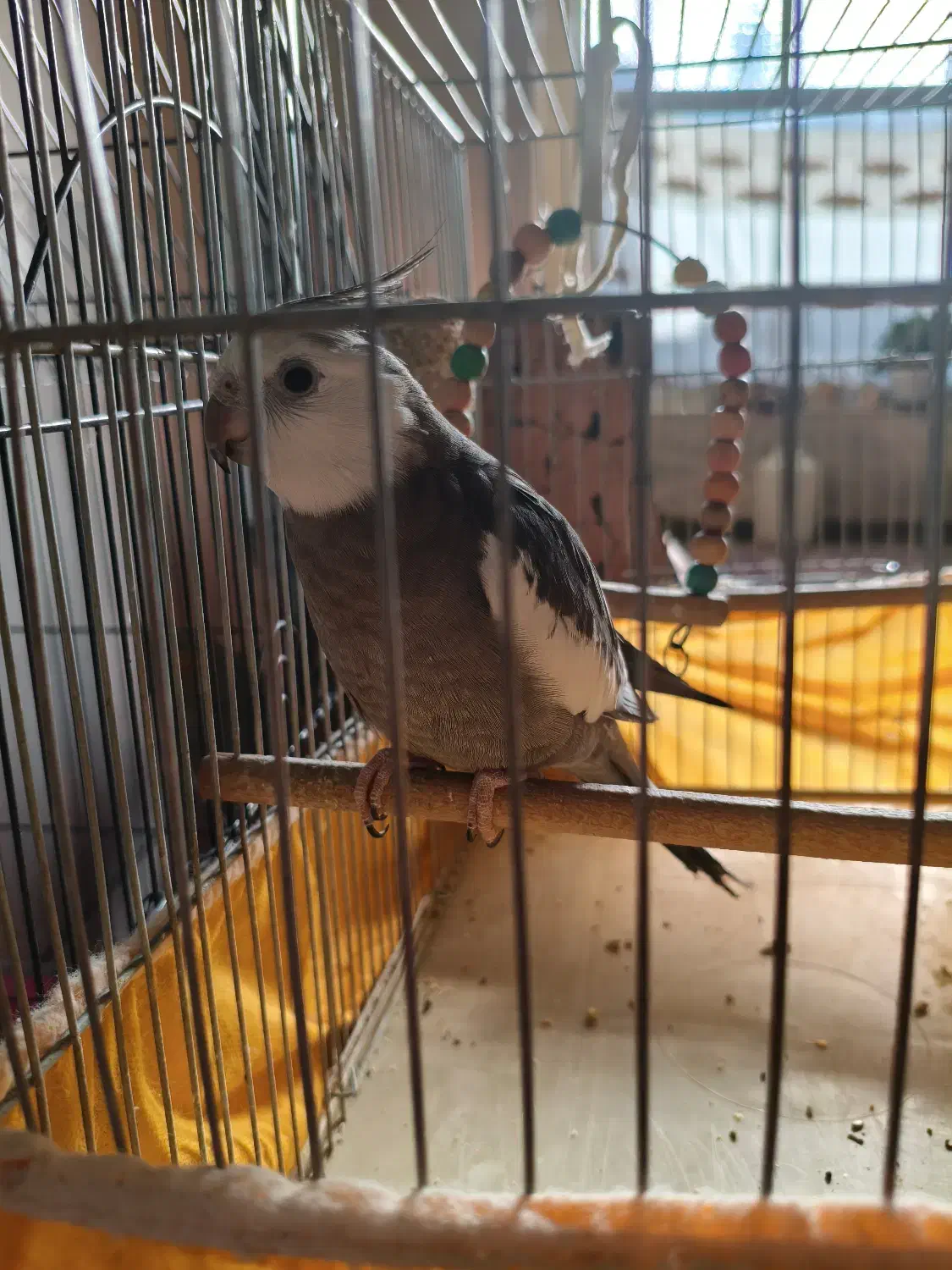 عروس هلندی|پرنده|بروجن, |دیوار