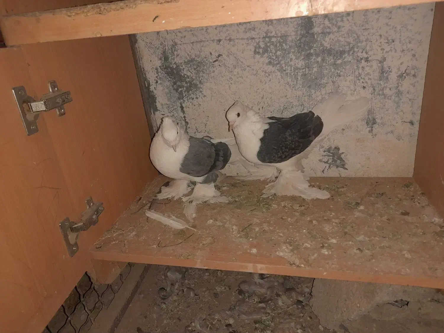 پشتدار کلایی پرپا عروسک|پرنده|گنبکی, |دیوار