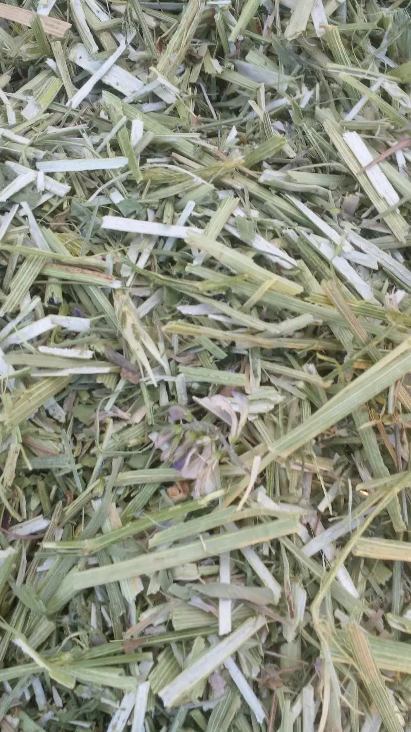 فروش یونجه اسپرس در جه یک|حیوانات مزرعه|بروجن, |دیوار