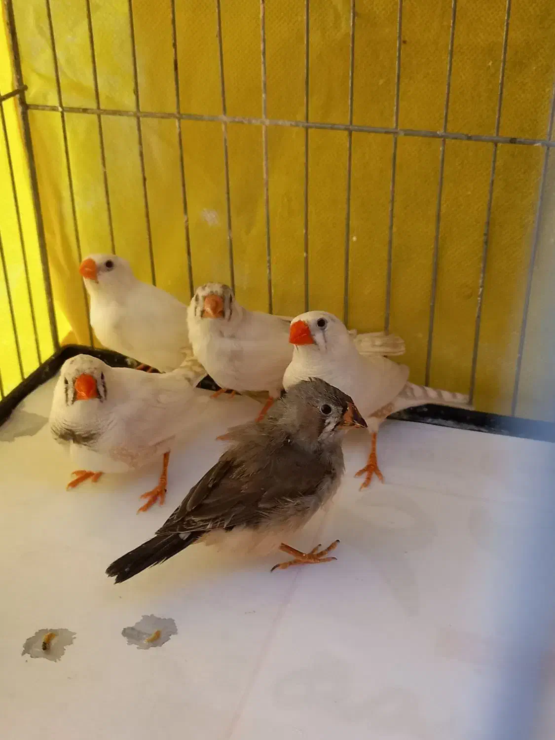 فنچ زبرا ۱۲۰ تومن|پرنده|تهران, فردوس|دیوار