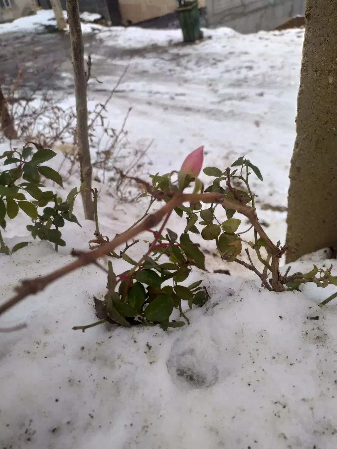 فروش مغازه با پیلوت|فروش مغازه و غرفه|دهگلان, |دیوار