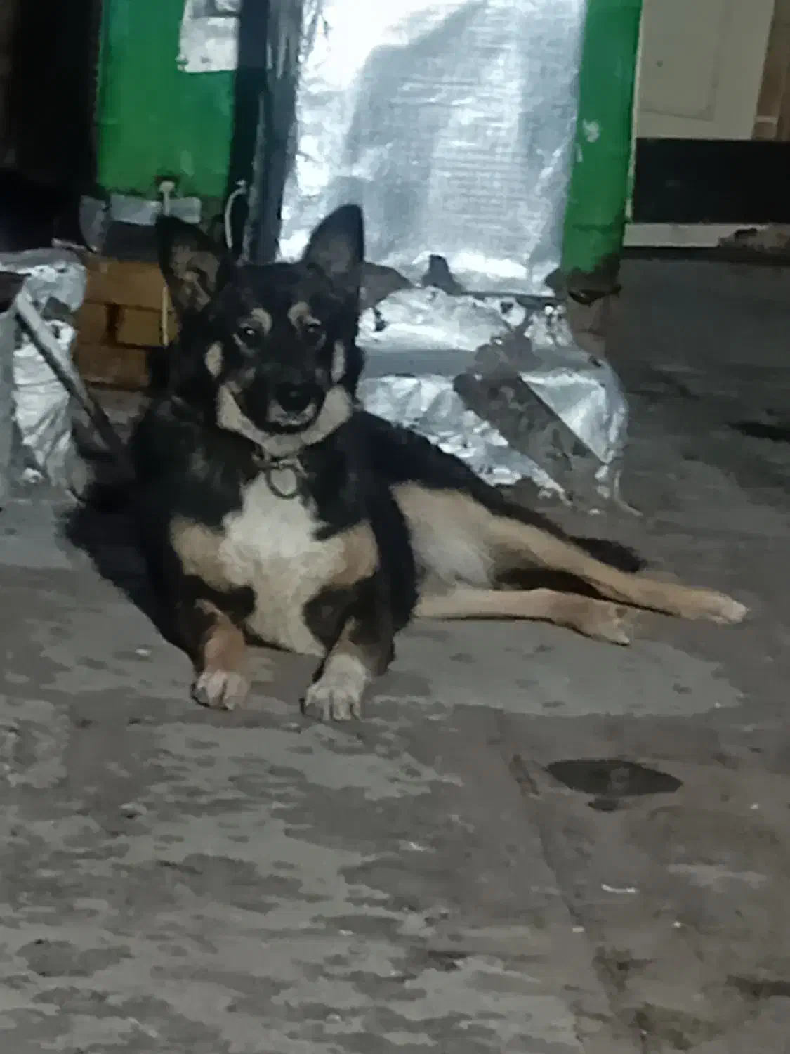 سگ ژرمن|سگ|تربت‌حیدریه, آغوی|دیوار