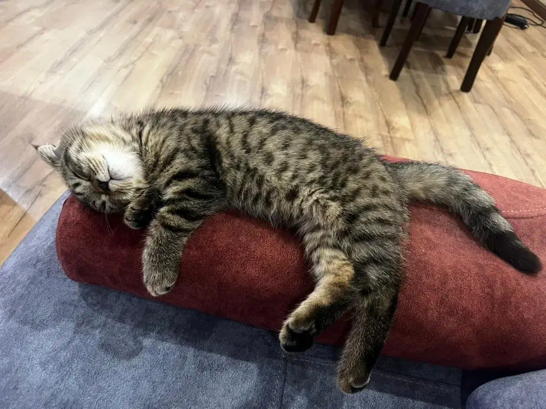 اسکاتیش دبل فولد|گربه|تهران, فردوس|دیوار