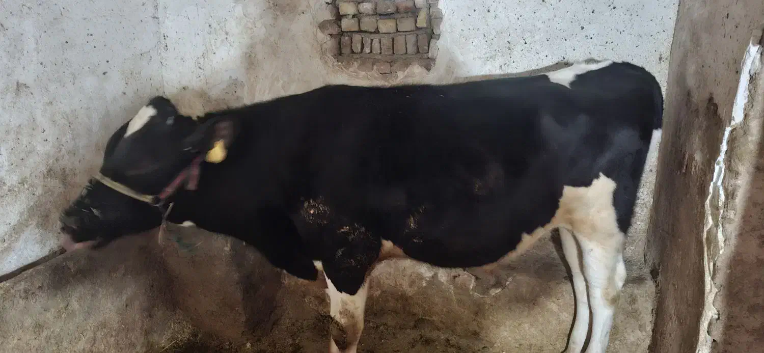 فروش گوساله|حیوانات مزرعه|سیلاخور, |دیوار
