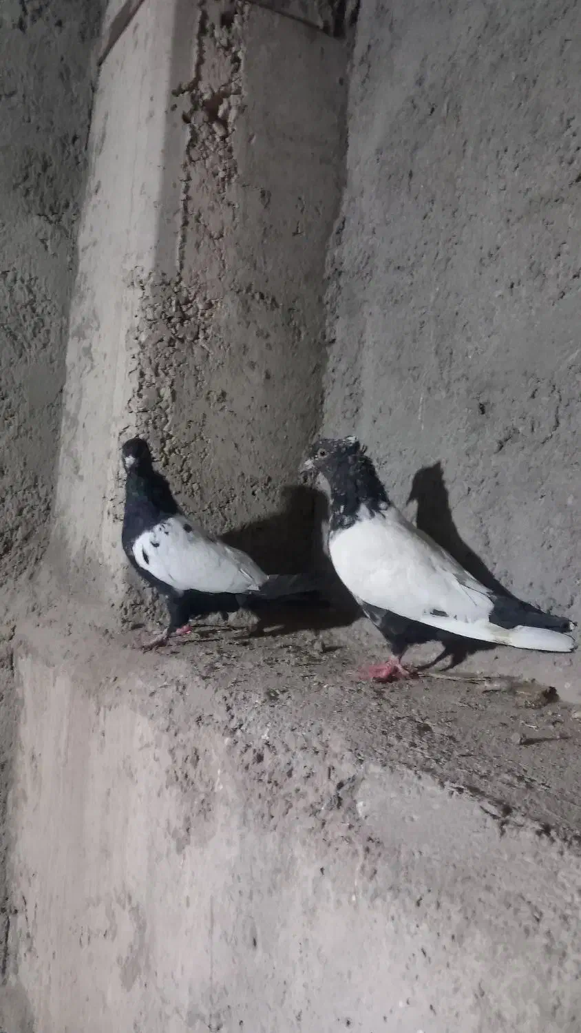 کفتر|پرنده|کرمان, |دیوار