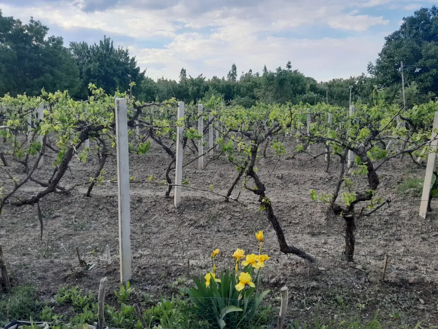 ویلاباغ گاز برق|فروش خانه و ویلا|ارومیه, |دیوار