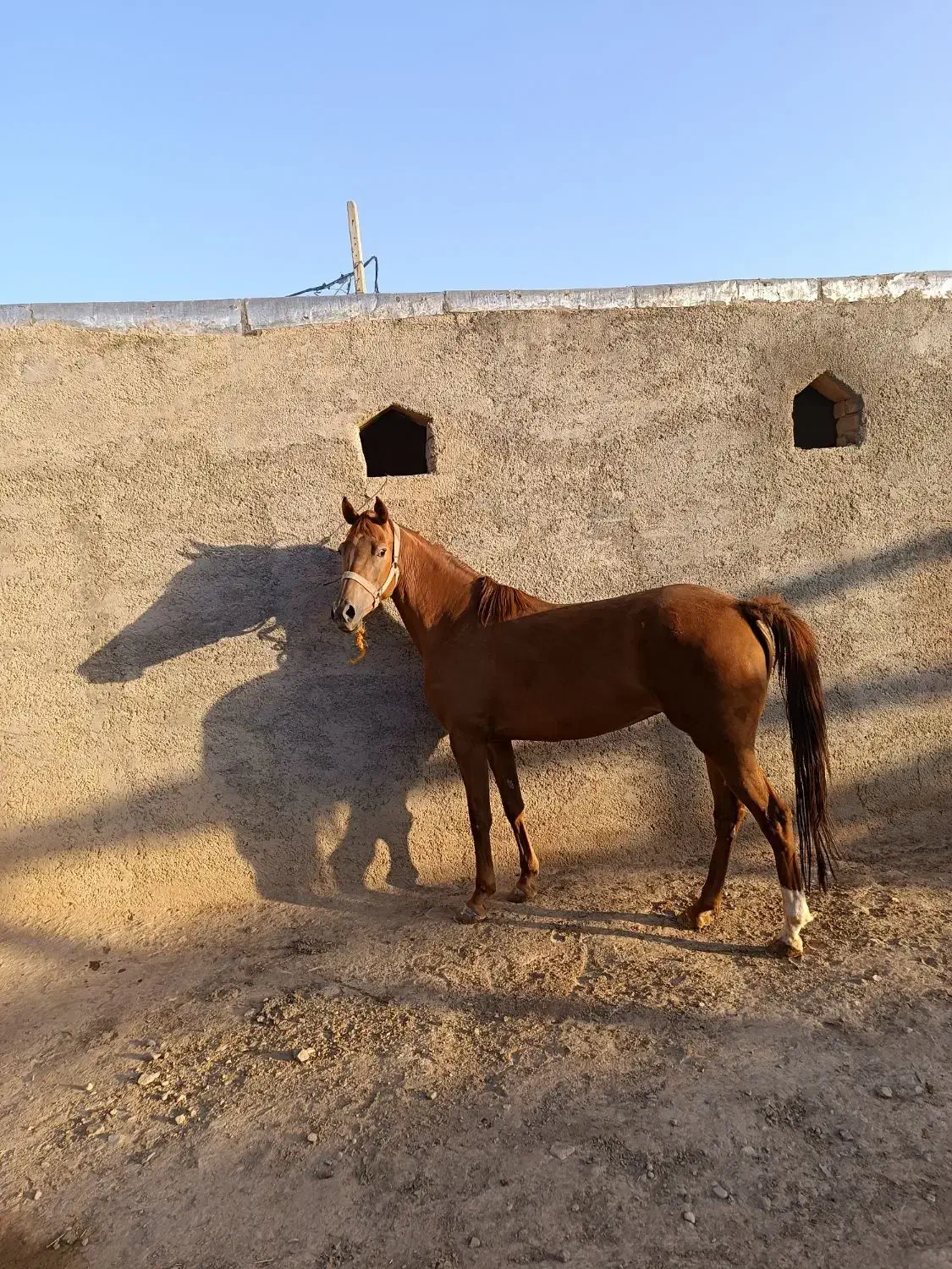 اسب مادیان ۵ ساله|اسب و تجهیزات اسب‌سواری|بزینه رود, |دیوار