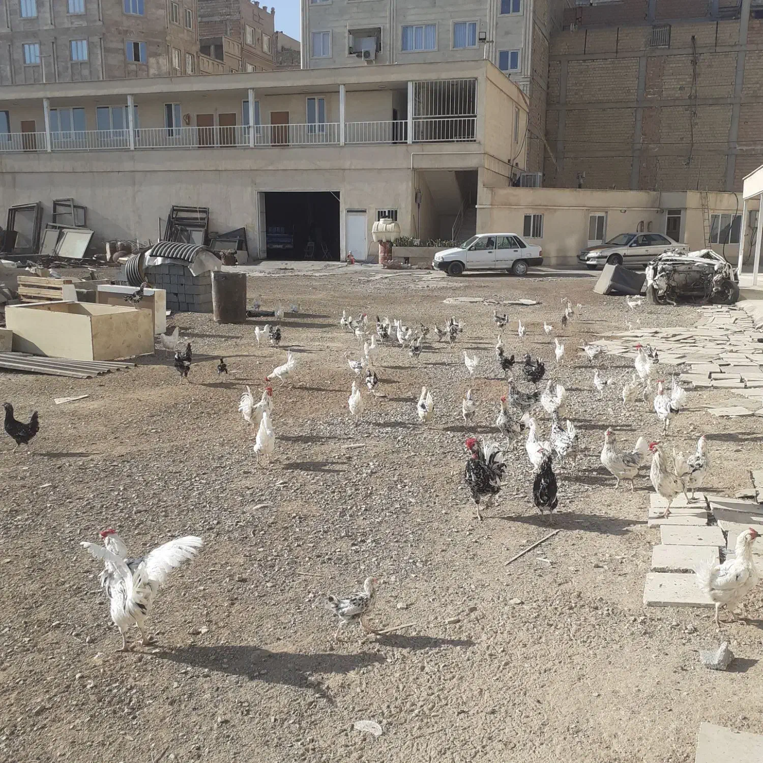 مرغ خروس جوجه گلین|حیوانات مزرعه|نسیمشهر, |دیوار