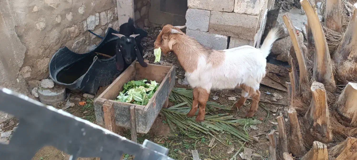 کهره نر|حیوانات مزرعه|مهر, |دیوار