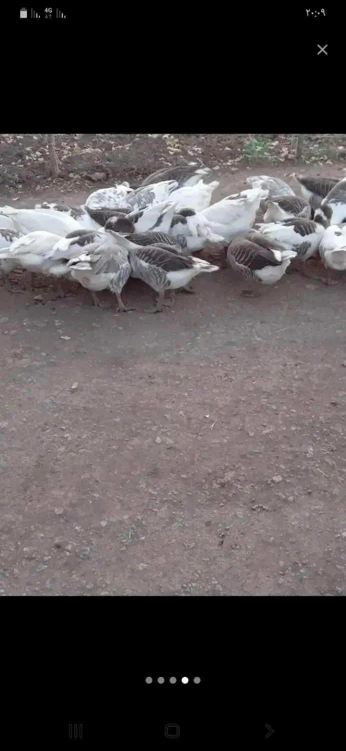 غاز‌محلی زنده و پرکنده درخدمتیم|حیوانات مزرعه|ماکو, |دیوار