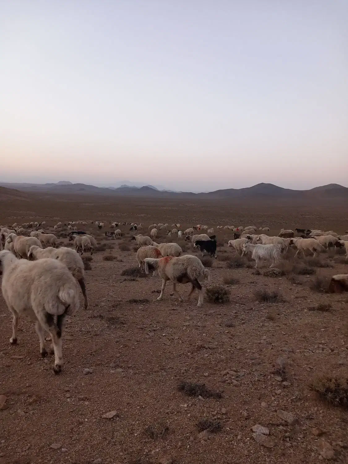 بره|حیوانات مزرعه|گلپایگان, |دیوار