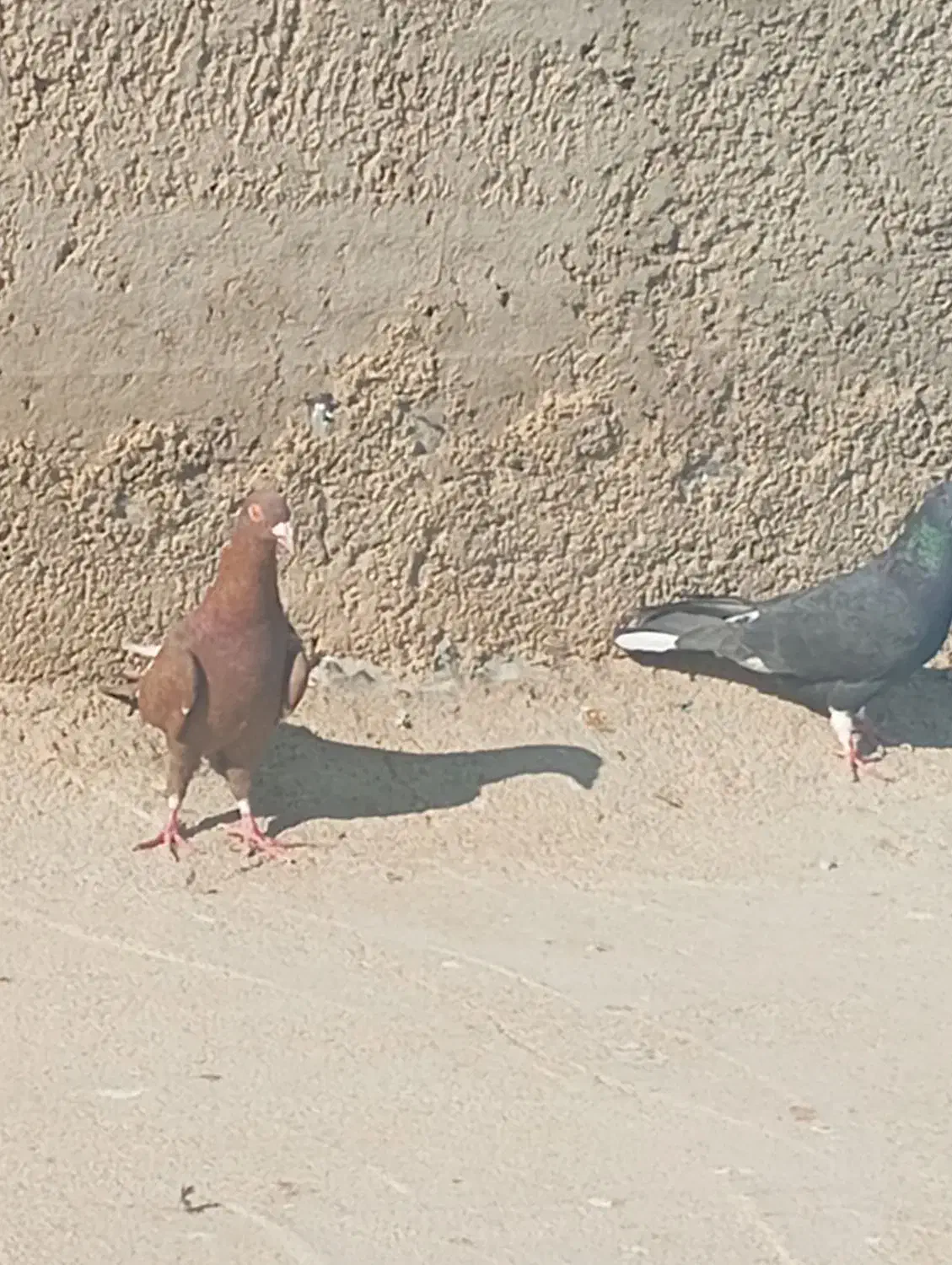 11عدد کفتر غریب|پرنده|بجنورد, |دیوار