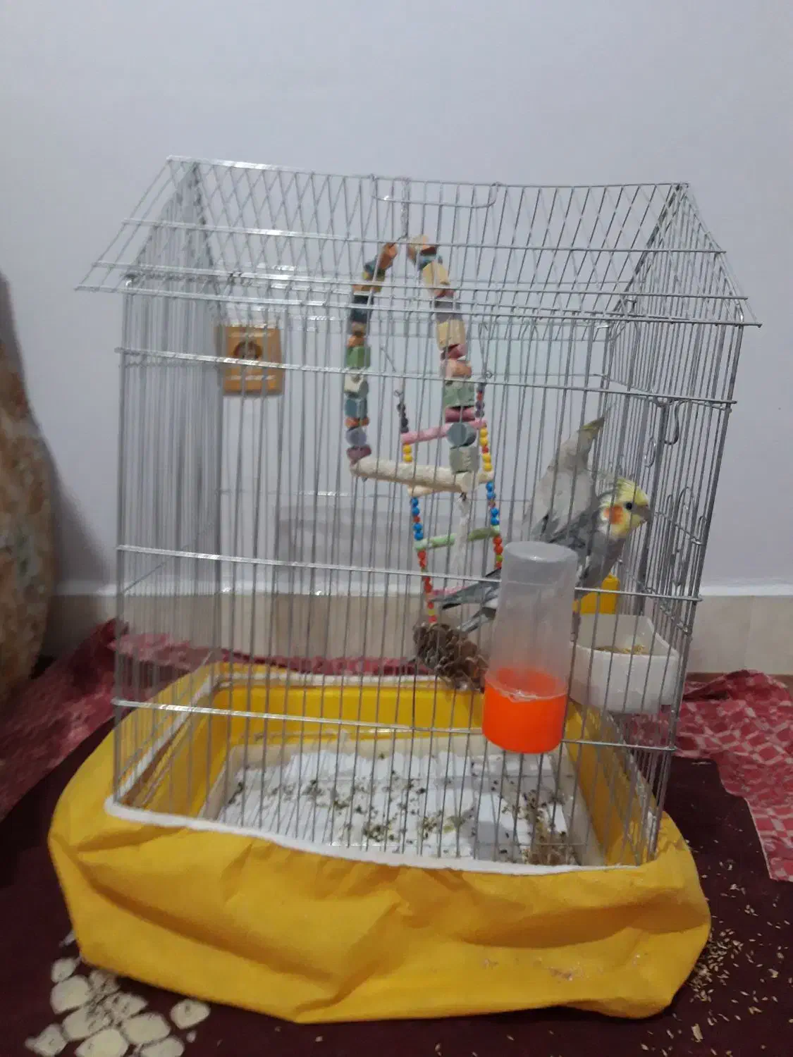 عروس هلندی|پرنده|کرانی, |دیوار