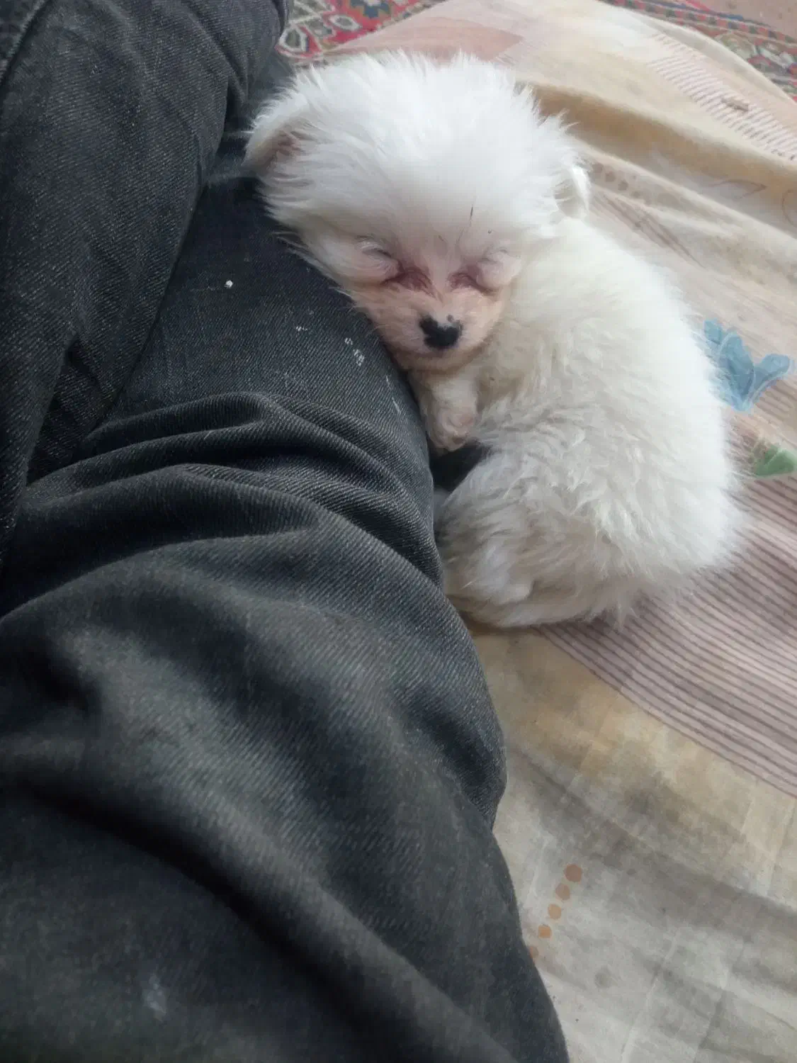 پاکوتاشیتزو|سگ|تبریز, |دیوار