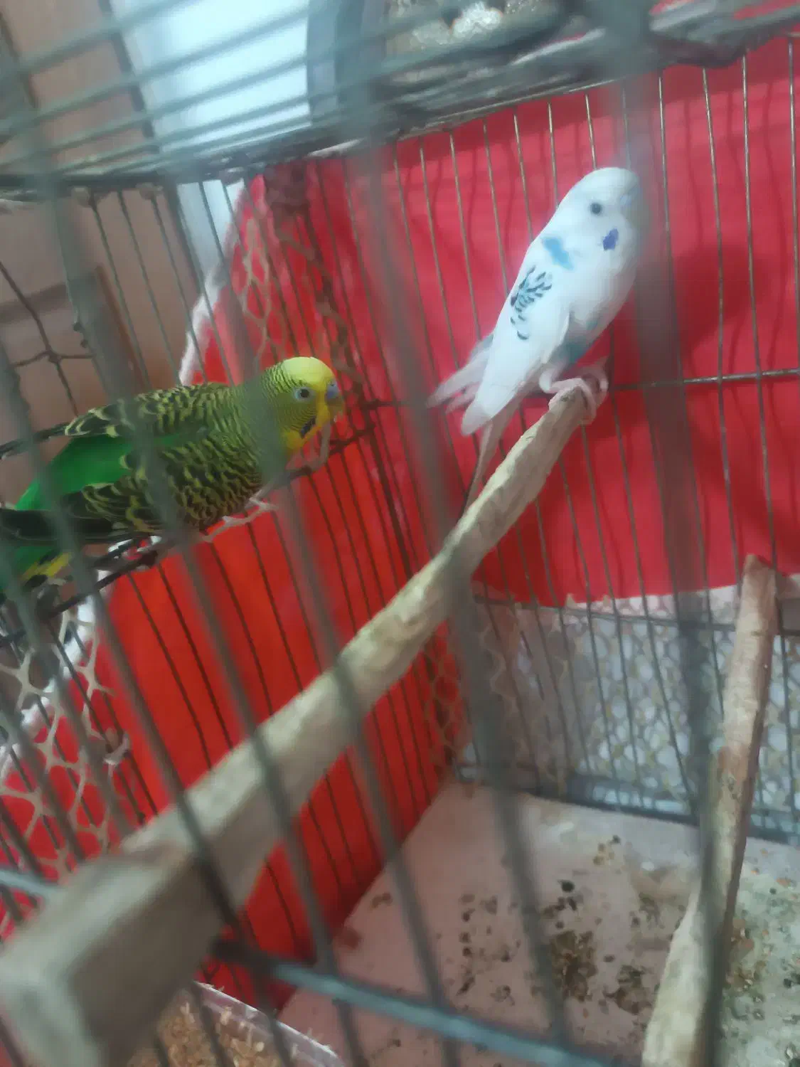 مرغ عشق نروماد|پرنده|مشهد, شهید معقول|دیوار