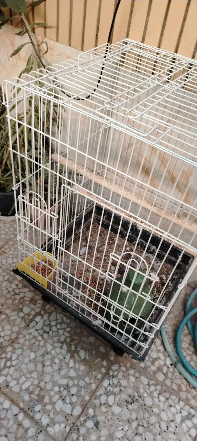 قفس طوطی/عروس هلندی/کبوتر|لوازم جانبی حیوانات|نجف‌آباد, هفده شهریور|دیوار