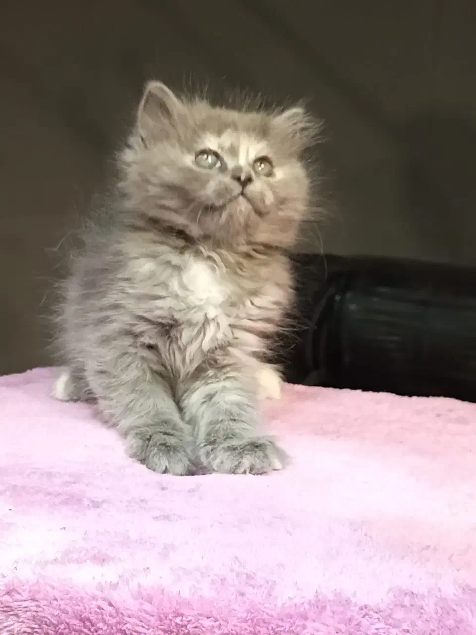 بچه گربه برتیش لانگهیر خرسی|گربه|تهران, تهرانسر مرکزی|دیوار