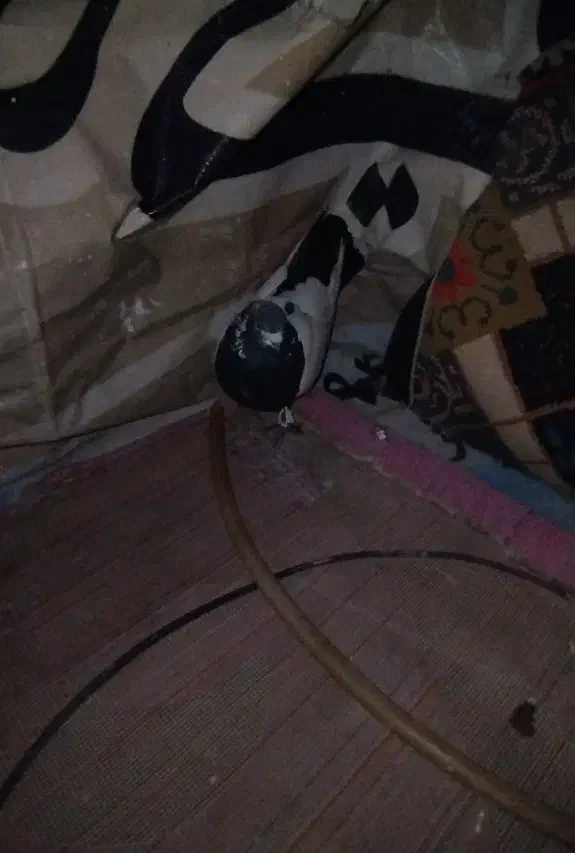 کبوتر|پرنده|پلدختر, |دیوار