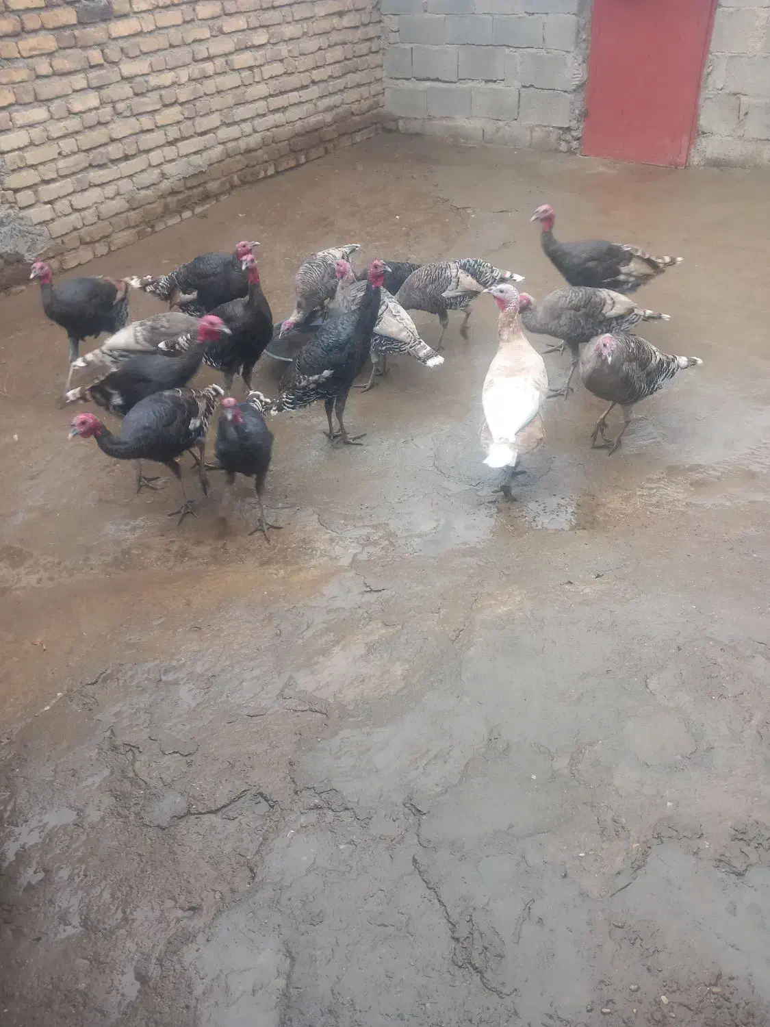 بوقلمون|حیوانات مزرعه|صحنه, |دیوار