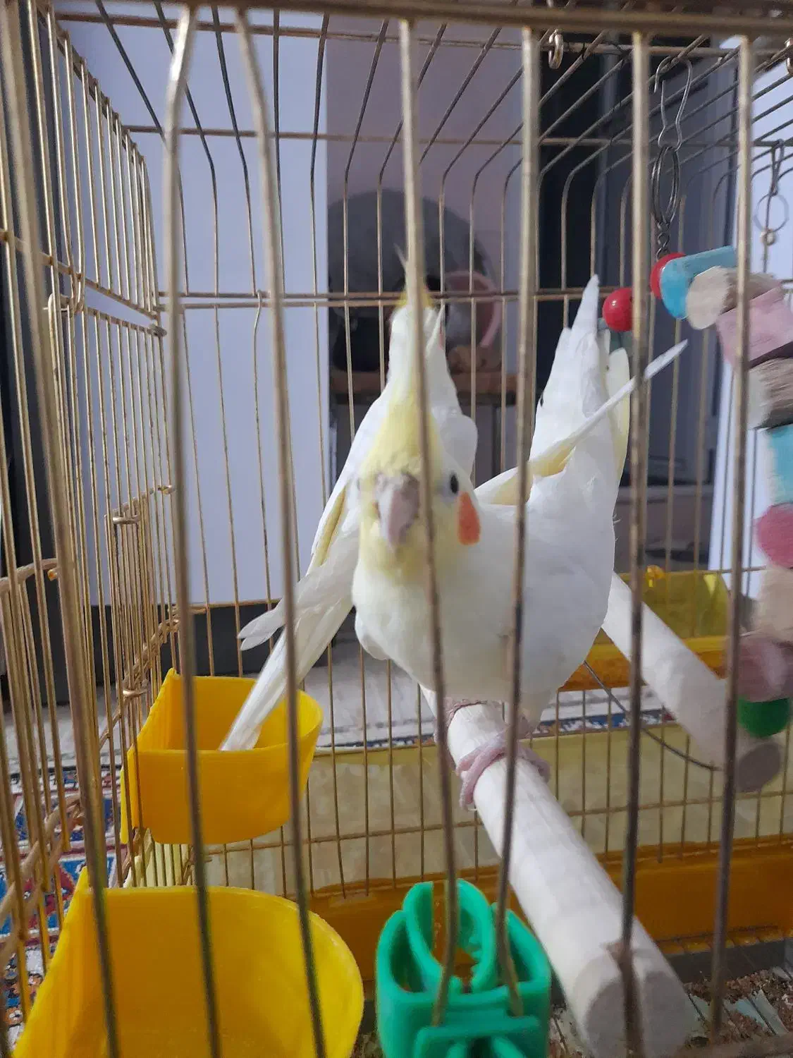 طوطی لوتینو اهلی|پرنده|مرند, |دیوار