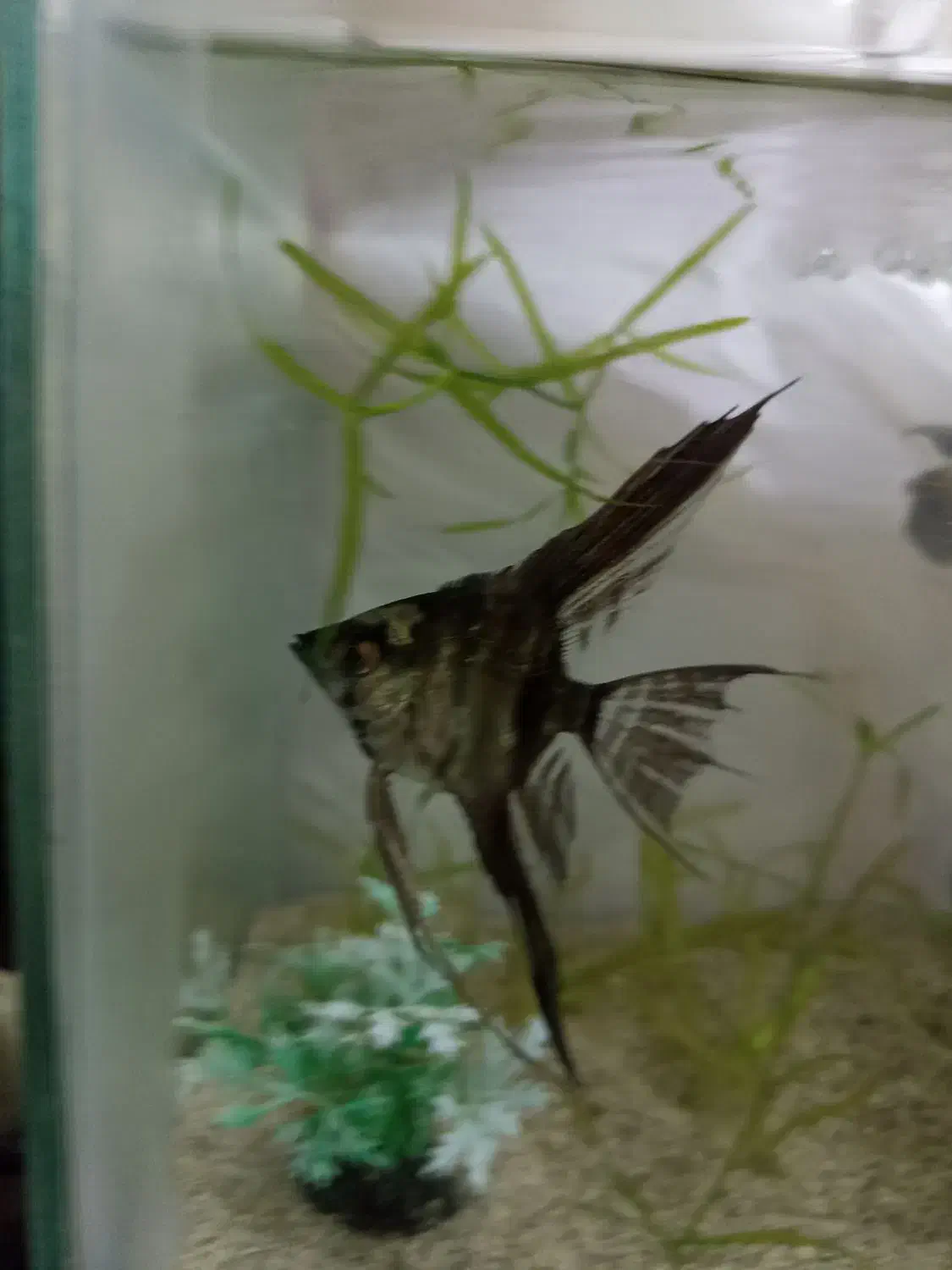 ماهی|ماهی|جهرم, |دیوار