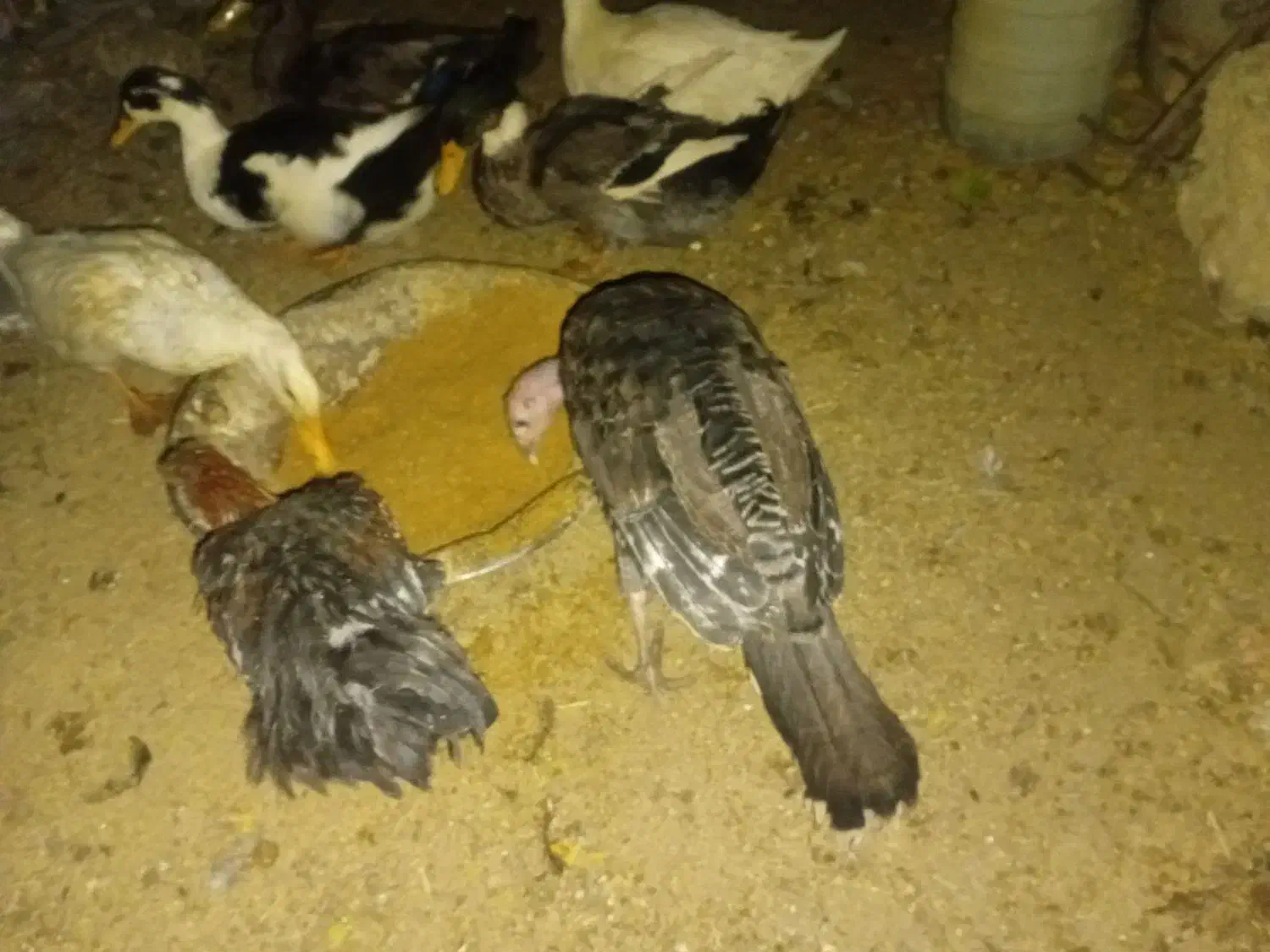 بوقلمون محلی|حیوانات مزرعه|سمنان, |دیوار