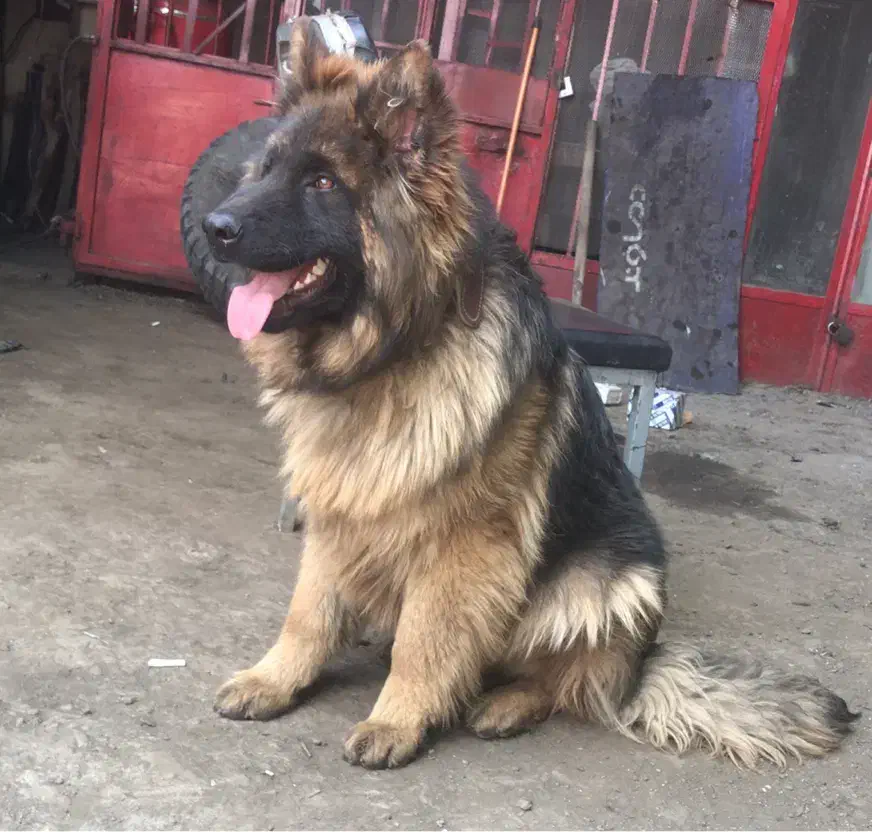 سگ ژرمن|سگ|تهران, سعادت‌آباد|دیوار