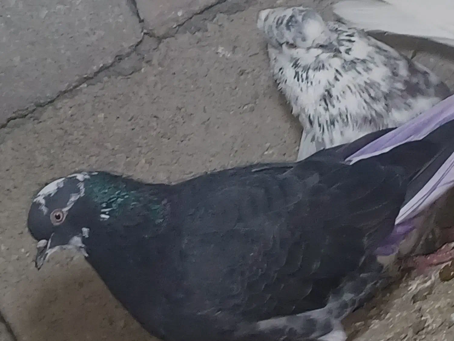 شازده|حیوانات|الیگودرز, |دیوار