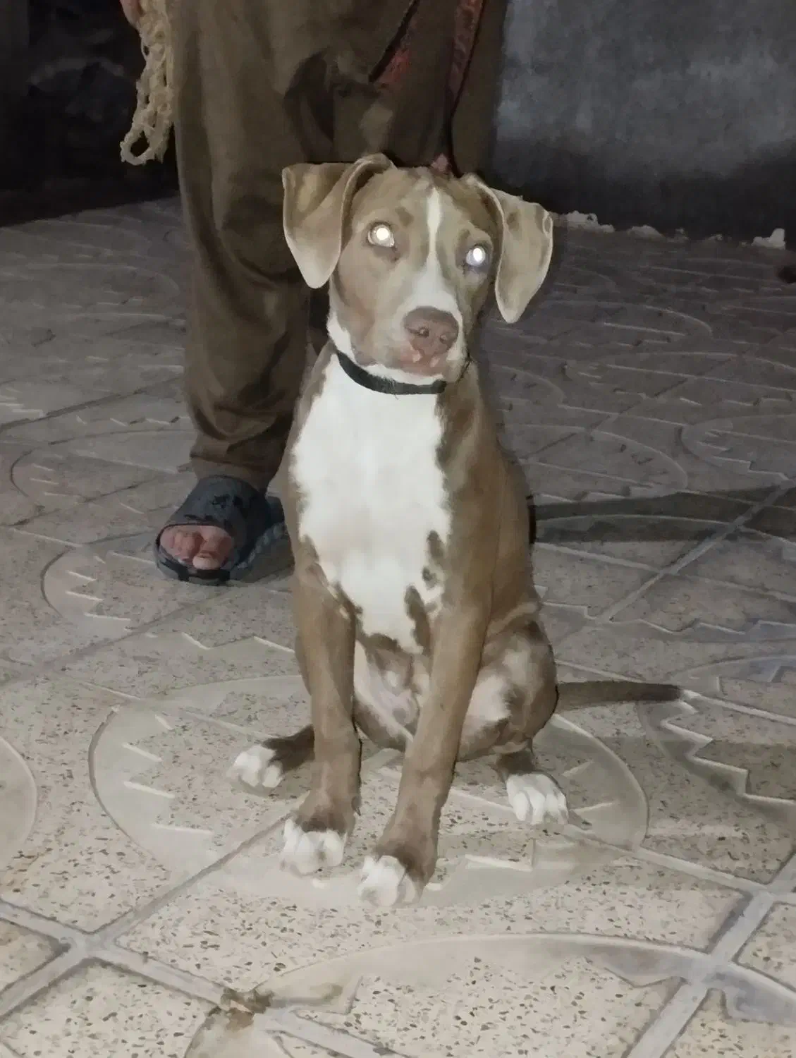 سگ پیتبول نر|سگ|قزوین, |دیوار