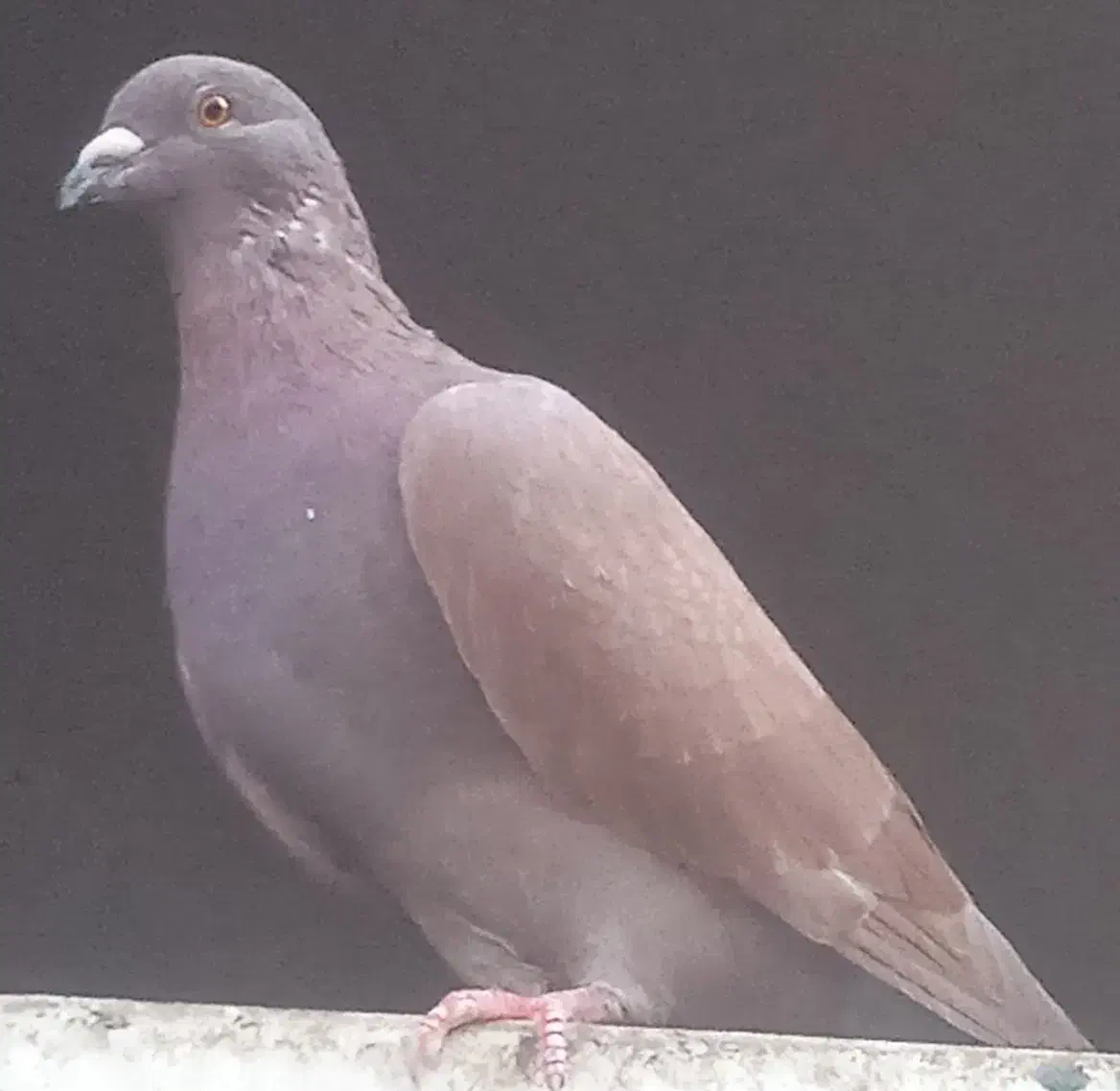 کفتر ۱۸|حیوانات مزرعه|یزد, |دیوار